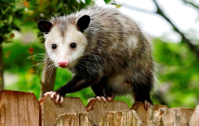 opossum on fence (2)